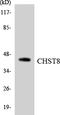 Carbohydrate Sulfotransferase 8 antibody, LS-C291801, Lifespan Biosciences, Western Blot image 