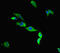 Transmembrane Channel Like 2 antibody, LS-C679819, Lifespan Biosciences, Immunofluorescence image 