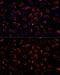 SHMT antibody, GTX64542, GeneTex, Immunocytochemistry image 
