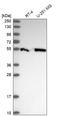 Coiled-Coil Domain Containing 97 antibody, HPA043572, Atlas Antibodies, Western Blot image 