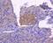 Calnexin antibody, NBP2-67721, Novus Biologicals, Immunohistochemistry paraffin image 
