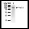 Transient Receptor Potential Cation Channel Subfamily M Member 5 antibody, 11541, QED Bioscience, Western Blot image 