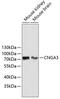 Cyclic Nucleotide Gated Channel Alpha 3 antibody, 18-772, ProSci, Western Blot image 