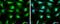 RuvB Like AAA ATPase 1 antibody, NBP2-20245, Novus Biologicals, Immunofluorescence image 