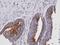 GIT ArfGAP 1 antibody, GTX105824, GeneTex, Immunohistochemistry paraffin image 