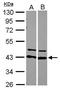 Heterogeneous Nuclear Ribonucleoprotein D antibody, PA5-27534, Invitrogen Antibodies, Western Blot image 