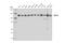 Ubiquitin carboxyl-terminal hydrolase 15 antibody, 66310S, Cell Signaling Technology, Western Blot image 