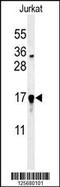 Glutaredoxin 5 antibody, 61-764, ProSci, Western Blot image 