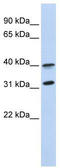 G Protein-Coupled Receptor 27 antibody, TA342544, Origene, Western Blot image 
