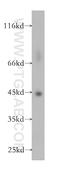 General Transcription Factor IIH Subunit 2 antibody, 16005-1-AP, Proteintech Group, Western Blot image 