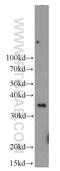 Nth Like DNA Glycosylase 1 antibody, 14918-1-AP, Proteintech Group, Western Blot image 