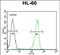 KIAA1586 antibody, PA5-71573, Invitrogen Antibodies, Flow Cytometry image 