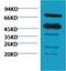 RuBisCO  antibody, orb254393, Biorbyt, Western Blot image 