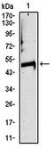 CST Telomere Replication Complex Component 1 antibody, orb322989, Biorbyt, Western Blot image 
