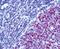 MutS Homolog 2 antibody, NBP2-26489, Novus Biologicals, Immunohistochemistry frozen image 