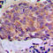 Keratin 8 antibody, LS-C354020, Lifespan Biosciences, Immunohistochemistry paraffin image 