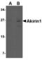 Akirin 1 antibody, LS-B3810, Lifespan Biosciences, Western Blot image 