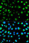 Glycophorin C (Gerbich Blood Group) antibody, STJ23898, St John