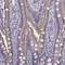 S28A2 antibody, NBP2-38763, Novus Biologicals, Immunohistochemistry frozen image 