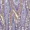 Solute Carrier Family 28 Member 2 antibody, NBP2-38763, Novus Biologicals, Immunohistochemistry frozen image 