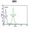 Forkhead Box C1 antibody, abx034151, Abbexa, Western Blot image 