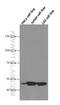 Ribonuclease H1 antibody, 66028-1-Ig, Proteintech Group, Western Blot image 