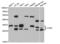 Catechol-O-Methyltransferase antibody, abx004737, Abbexa, Western Blot image 