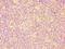 Caspase 6 antibody, LS-C375409, Lifespan Biosciences, Immunohistochemistry frozen image 