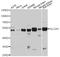 Solute Carrier Family 2 Member 1 antibody, A6982, ABclonal Technology, Western Blot image 