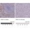 Purinergic Receptor P2Y13 antibody, NBP2-13721, Novus Biologicals, Immunohistochemistry paraffin image 