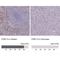 Purinergic Receptor P2Y13 antibody, NBP2-13721, Novus Biologicals, Immunohistochemistry paraffin image 