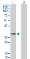 Src Like Adaptor 2 antibody, MA5-24496, Invitrogen Antibodies, Western Blot image 