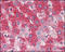 CD334 antibody, M00769-2, Boster Biological Technology, Immunohistochemistry frozen image 