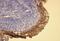 Keratin 5 antibody, NBP2-36738, Novus Biologicals, Immunohistochemistry paraffin image 