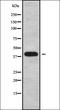 X-C Motif Chemokine Receptor 1 antibody, orb337842, Biorbyt, Western Blot image 