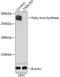 FAS antibody, GTX35200, GeneTex, Western Blot image 