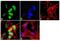 Neuronal Nuclei antibody, 711054, Invitrogen Antibodies, Immunofluorescence image 