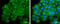 AT antibody, GTX117370, GeneTex, Immunofluorescence image 
