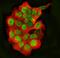 FUS RNA Binding Protein antibody, A00771-3, Boster Biological Technology, Immunofluorescence image 