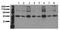 Mitogen-Activated Protein Kinase Kinase 5 antibody, AM00095PU-N, Origene, Western Blot image 