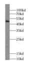 Septin 10 antibody, FNab07718, FineTest, Western Blot image 