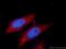 Sperm Associated Antigen 16 antibody, 16883-1-AP, Proteintech Group, Immunofluorescence image 