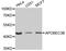 Apolipoprotein B MRNA Editing Enzyme Catalytic Subunit 3B antibody, A9010, ABclonal Technology, Western Blot image 