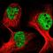 WD Repeat Domain 27 antibody, HPA037497, Atlas Antibodies, Immunofluorescence image 