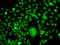 Peter Pan Homolog antibody, 22-900, ProSci, Immunofluorescence image 