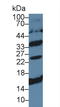 CD79b Molecule antibody, LS-C709572, Lifespan Biosciences, Western Blot image 