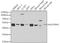 Suppressor Of Variegation 3-9 Homolog 2 antibody, A5855, ABclonal Technology, Western Blot image 