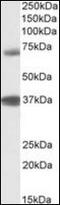 Tripartite Motif Containing 29 antibody, orb94964, Biorbyt, Western Blot image 