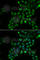 Tetraspanin 7 antibody, A6417, ABclonal Technology, Immunofluorescence image 