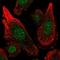 Microsomal Glutathione S-Transferase 3 antibody, PA5-65773, Invitrogen Antibodies, Immunofluorescence image 